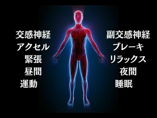 自律神経の働きを表している図