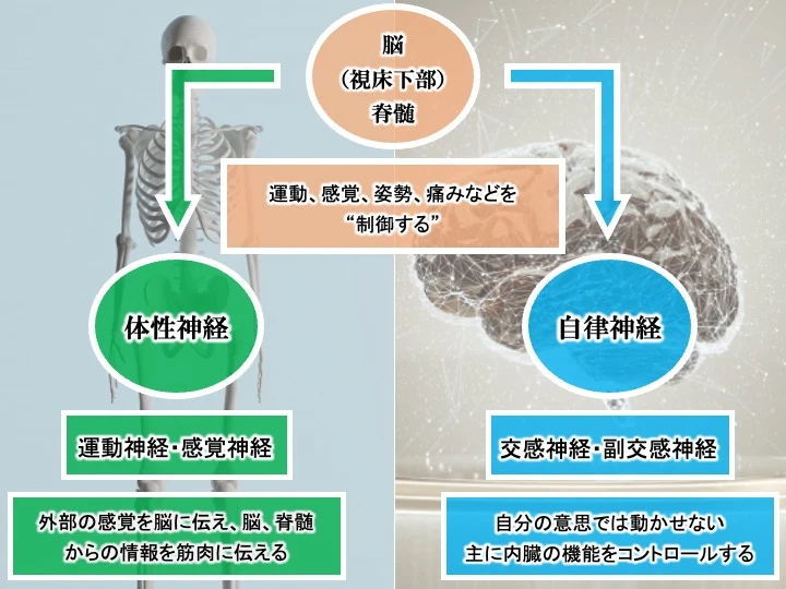 脳が自立神経に及ぼす影響を表した画像